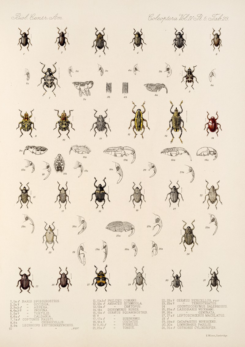 Frederick DuCane Godman - Insecta Coleoptera Pl 197
