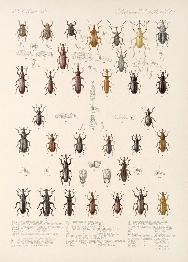 Frederick DuCane Godman - Insecta Coleoptera Pl 198