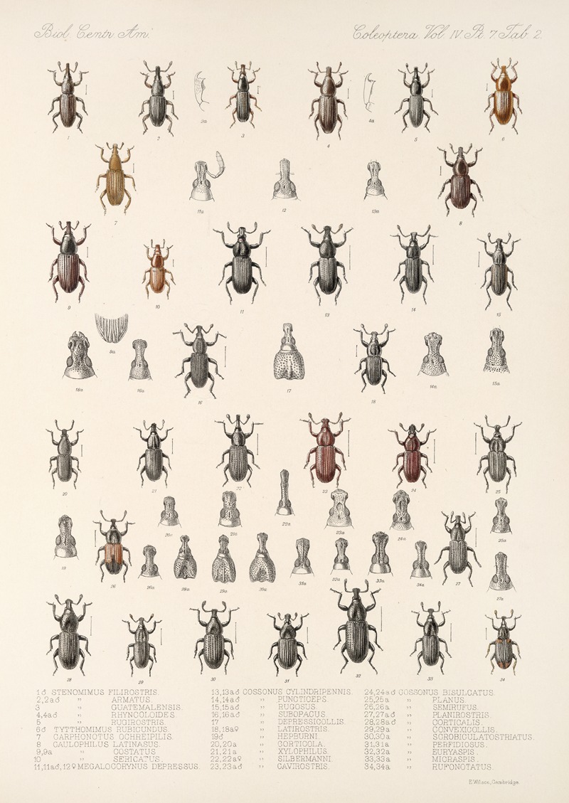 Frederick DuCane Godman - Insecta Coleoptera Pl 199