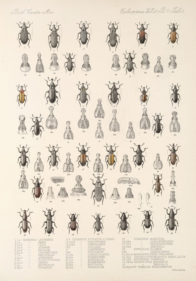Frederick DuCane Godman - Insecta Coleoptera Pl 200
