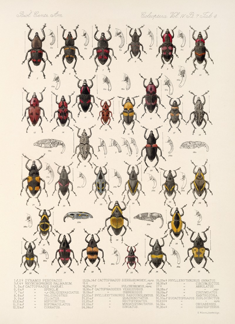 Frederick DuCane Godman - Insecta Coleoptera Pl 201