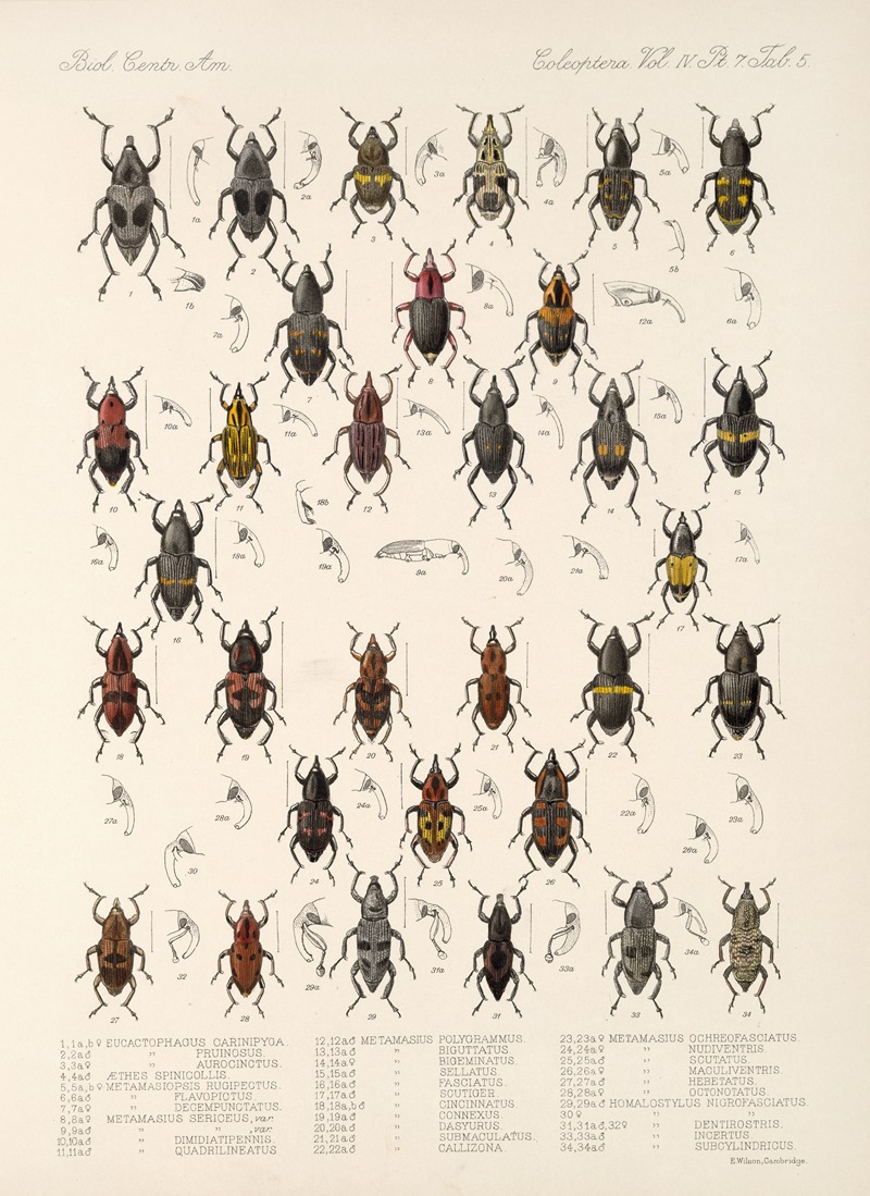 Frederick DuCane Godman - Insecta Coleoptera Pl 202