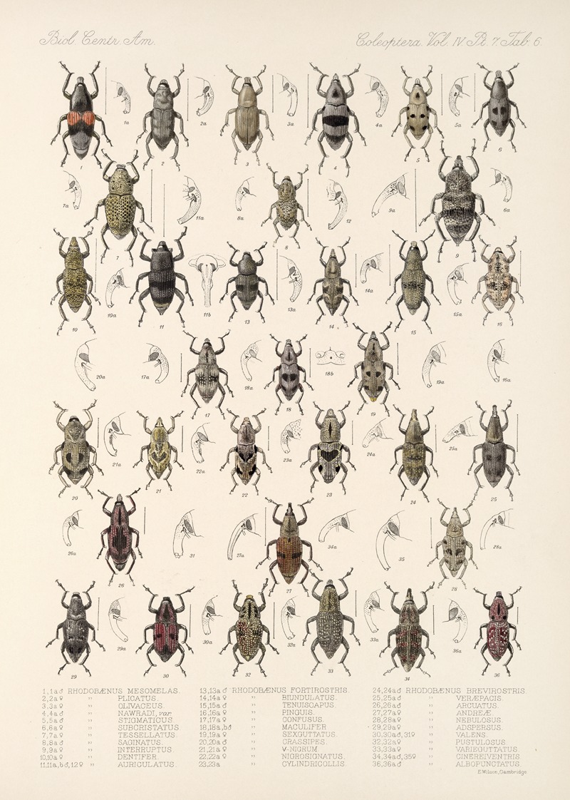 Frederick DuCane Godman - Insecta Coleoptera Pl 203