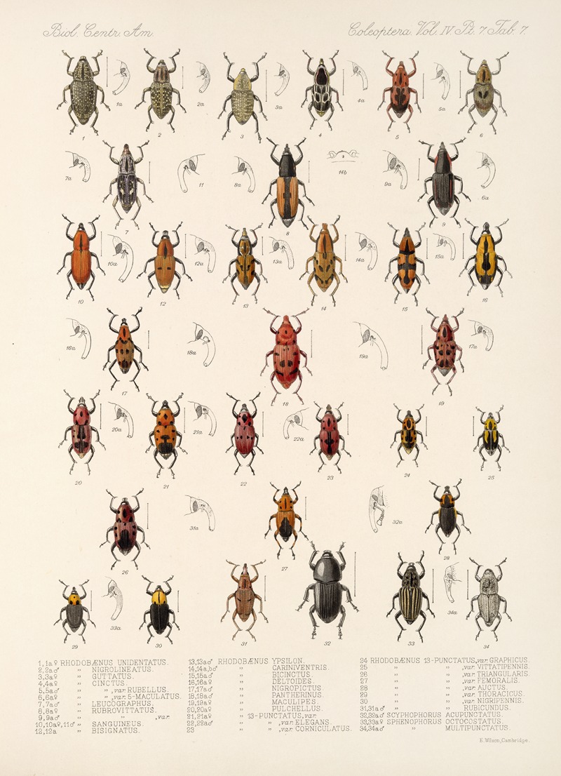 Frederick DuCane Godman - Insecta Coleoptera Pl 204