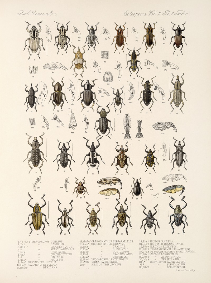 Frederick DuCane Godman - Insecta Coleoptera Pl 205