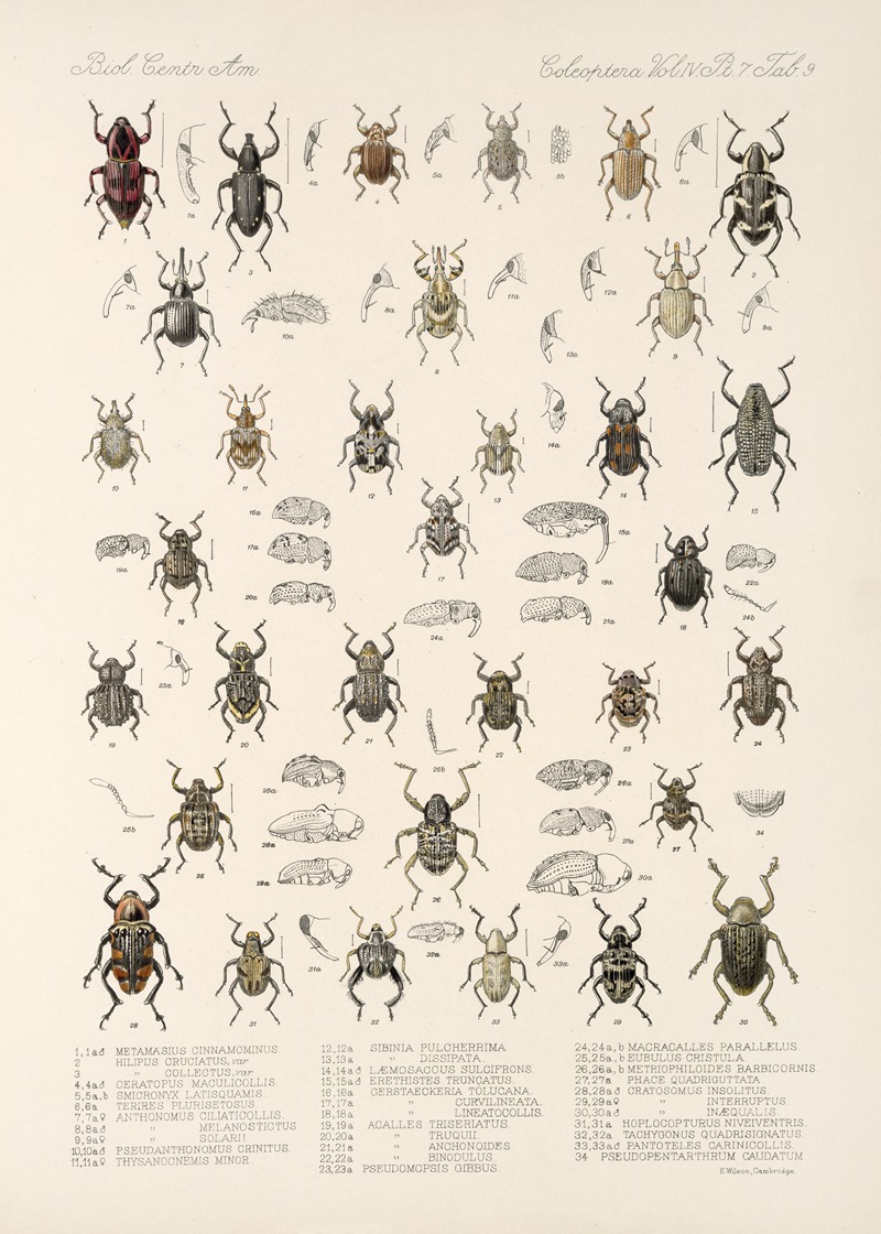 Frederick DuCane Godman - Insecta Coleoptera Pl 206