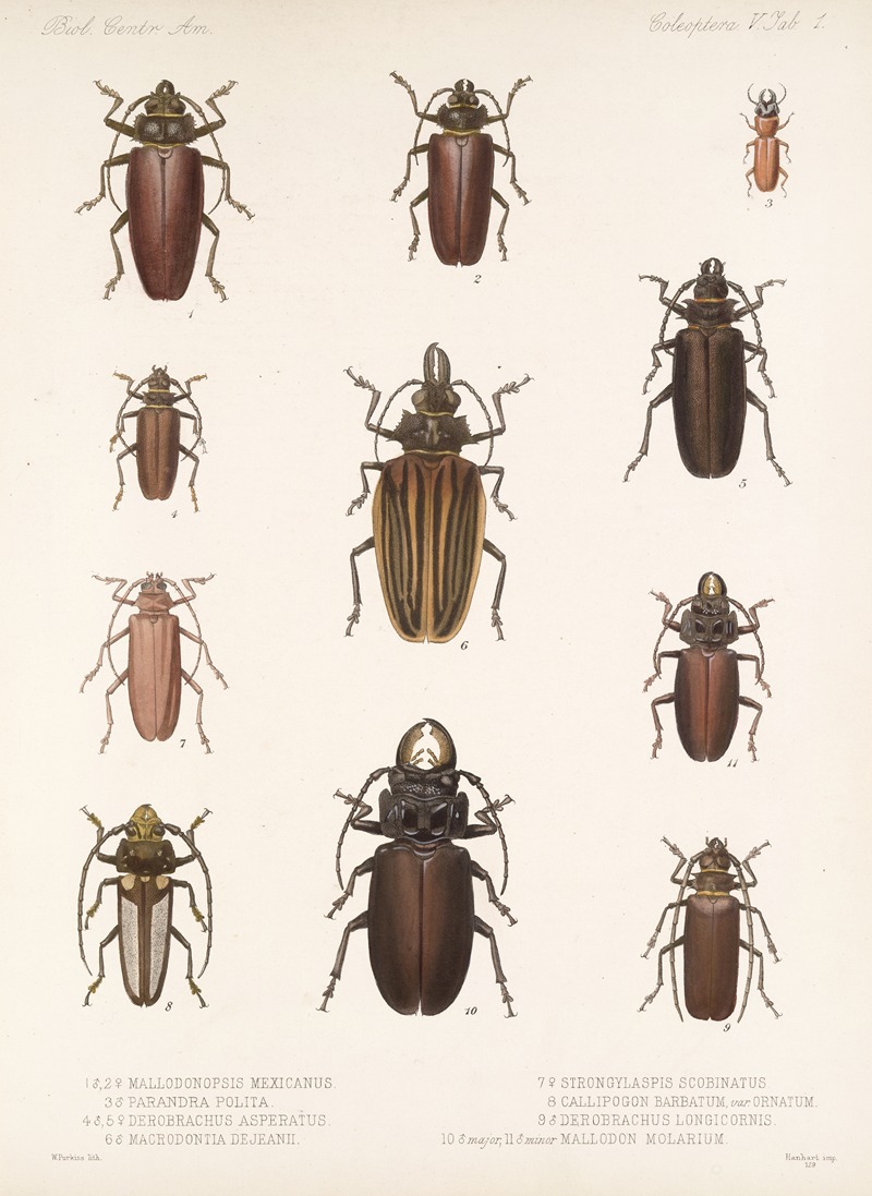 Frederick DuCane Godman - Insecta Coleoptera Pl 207