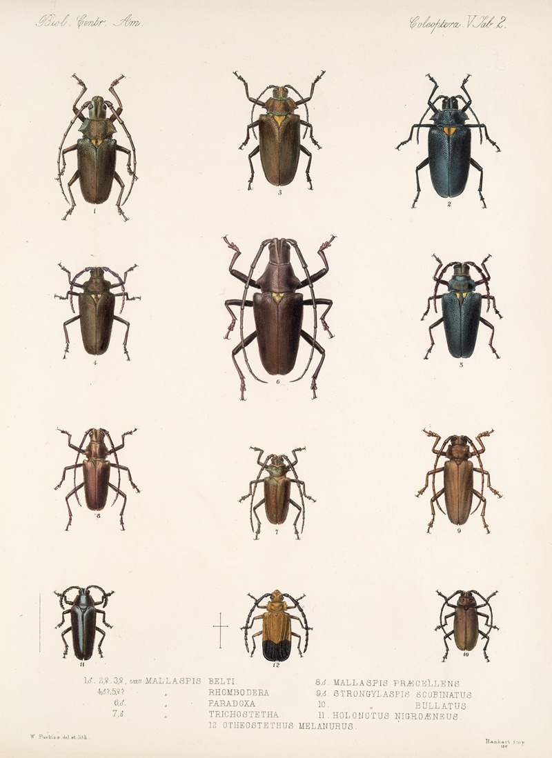 Frederick DuCane Godman - Insecta Coleoptera Pl 208