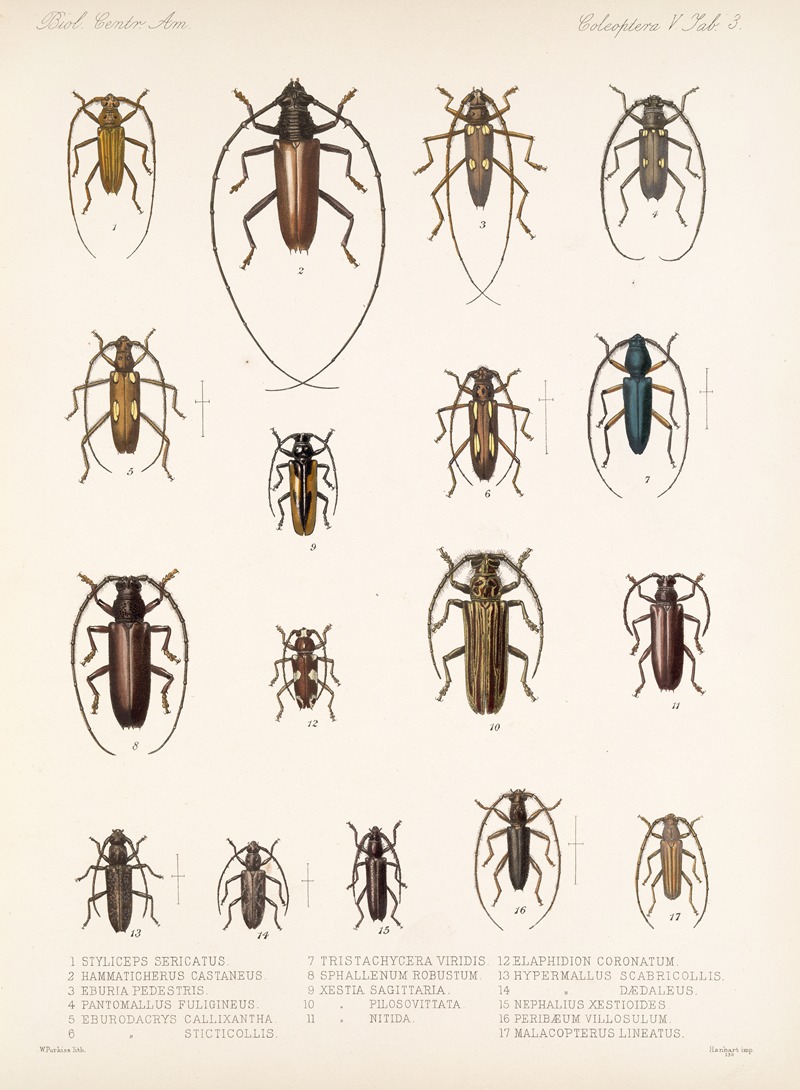 Frederick DuCane Godman - Insecta Coleoptera Pl 209