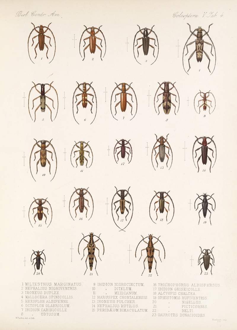 Frederick DuCane Godman - Insecta Coleoptera Pl 210