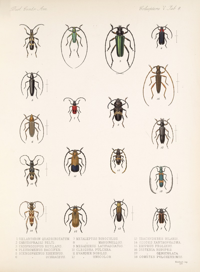 Frederick DuCane Godman - Insecta Coleoptera Pl 212