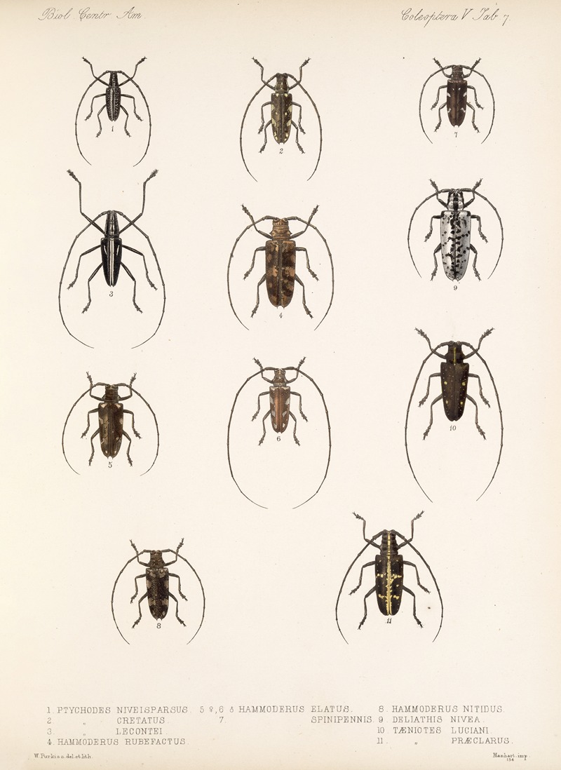 Frederick DuCane Godman - Insecta Coleoptera Pl 213