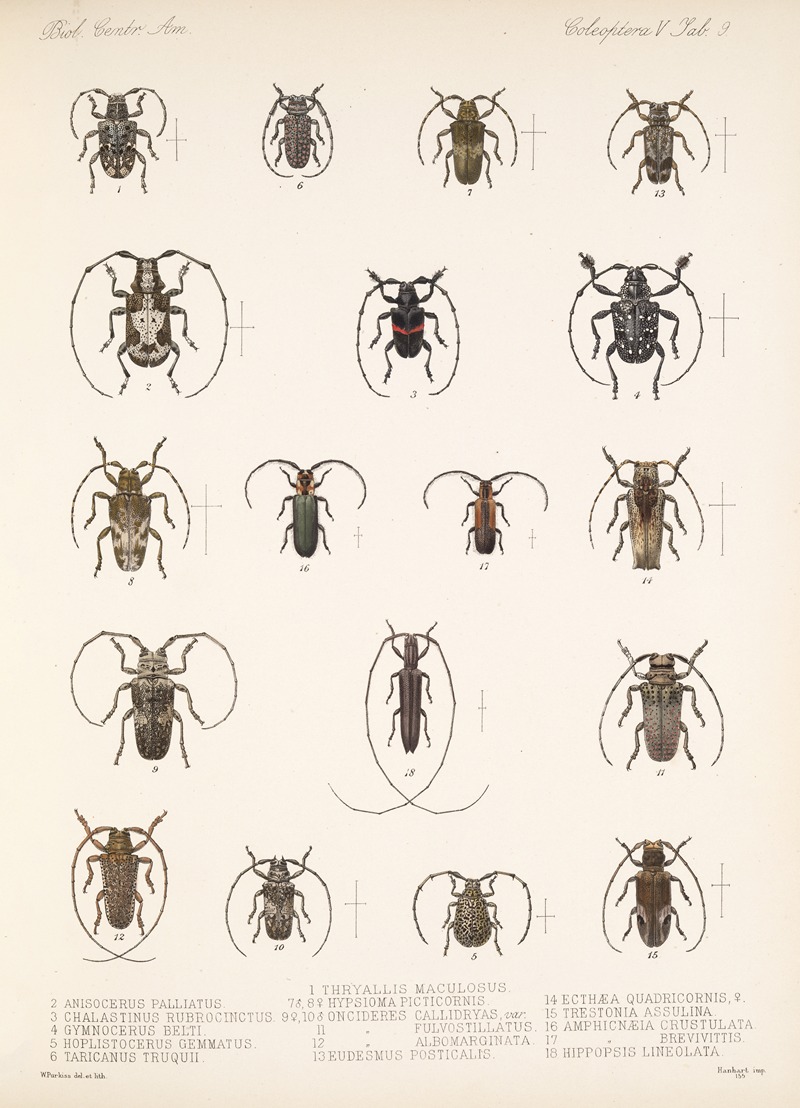 Frederick DuCane Godman - Insecta Coleoptera Pl 215
