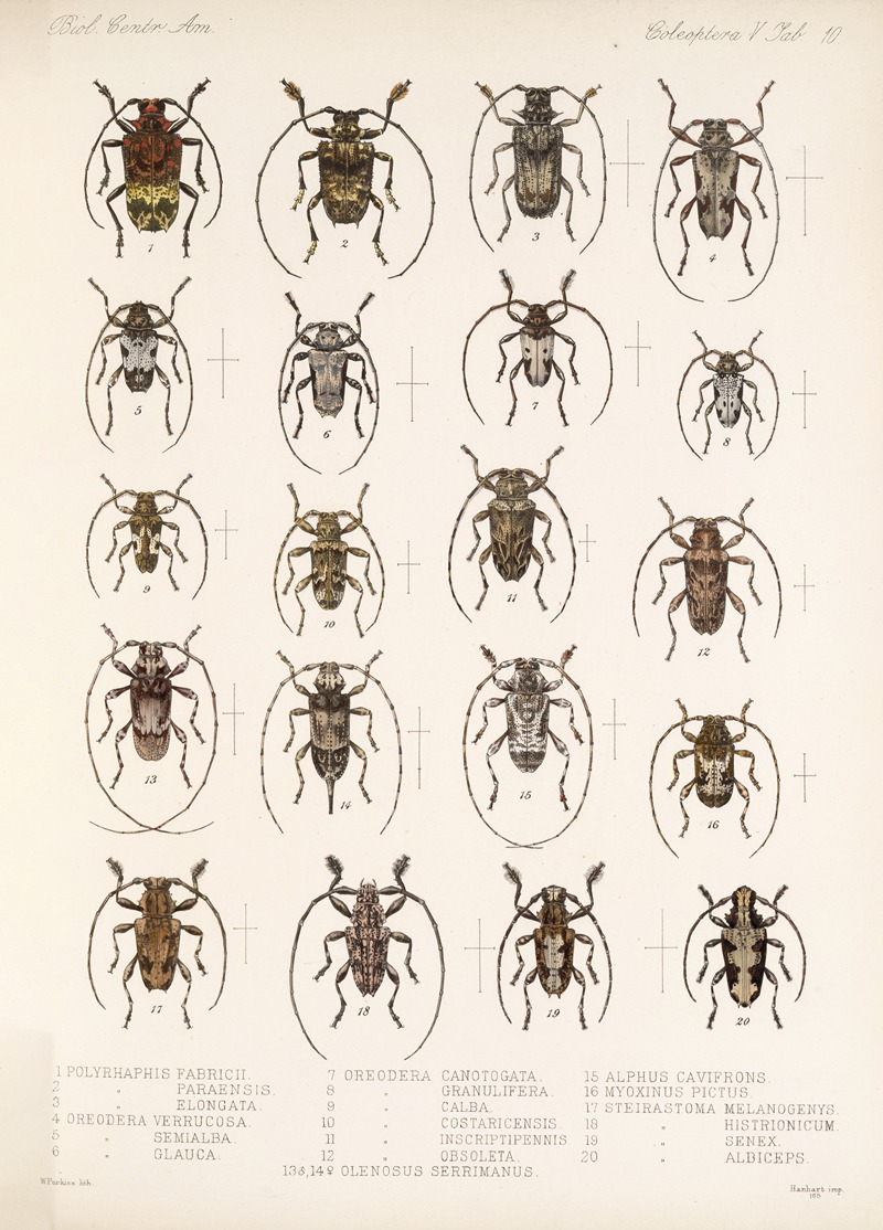 Frederick DuCane Godman - Insecta Coleoptera Pl 216