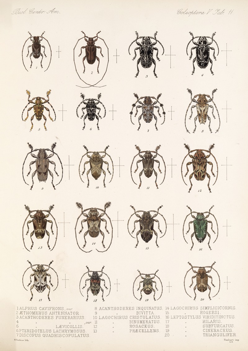 Frederick DuCane Godman - Insecta Coleoptera Pl 217
