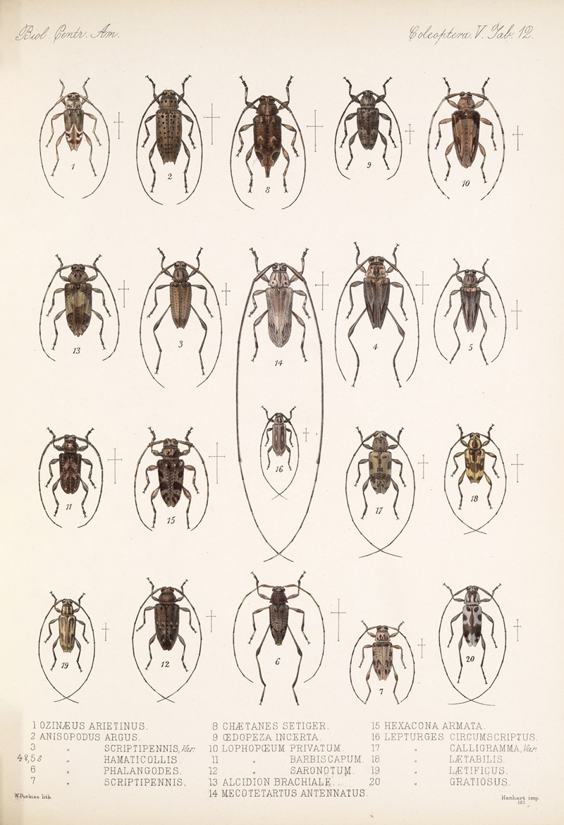 Frederick DuCane Godman - Insecta Coleoptera Pl 218