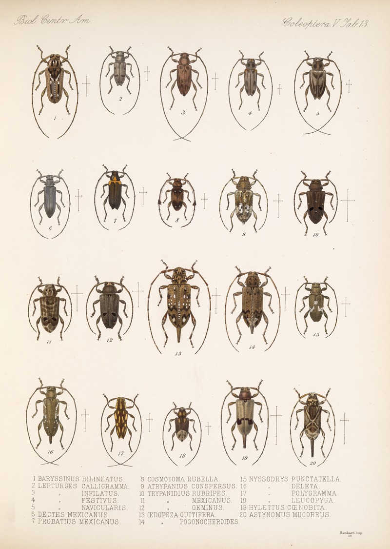 Frederick DuCane Godman - Insecta Coleoptera Pl 219