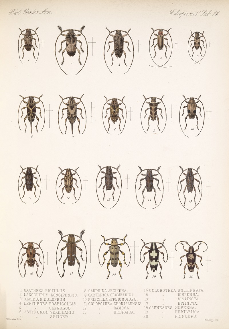 Frederick DuCane Godman - Insecta Coleoptera Pl 220