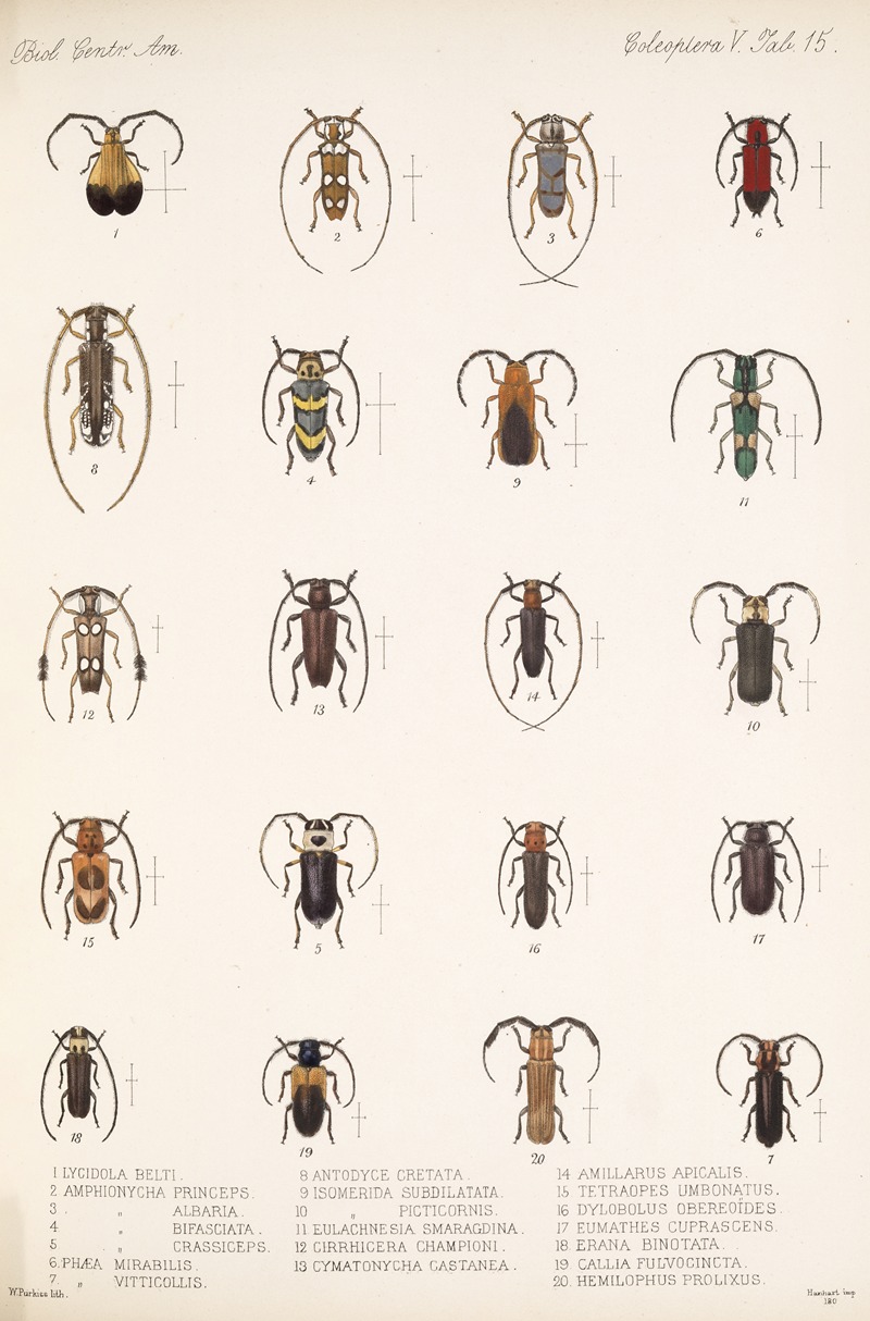 Frederick DuCane Godman - Insecta Coleoptera Pl 221