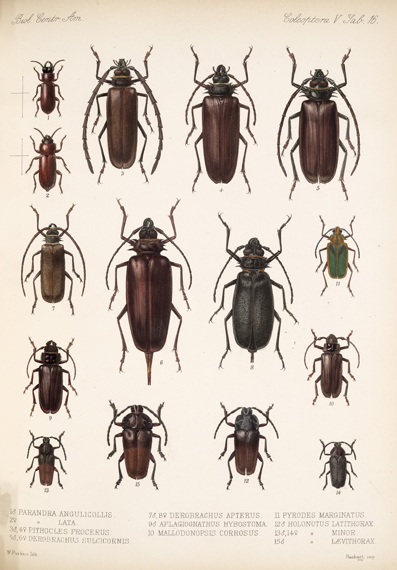 Frederick DuCane Godman - Insecta Coleoptera Pl 222