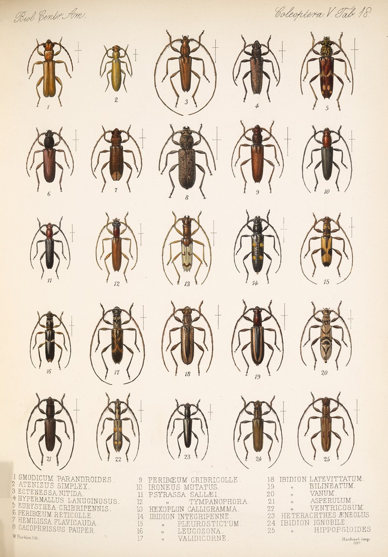 Frederick DuCane Godman - Insecta Coleoptera Pl 224