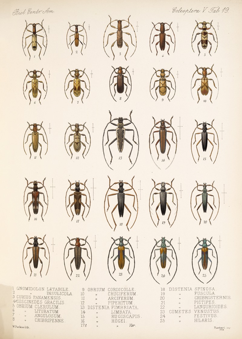 Frederick DuCane Godman - Insecta Coleoptera Pl 225