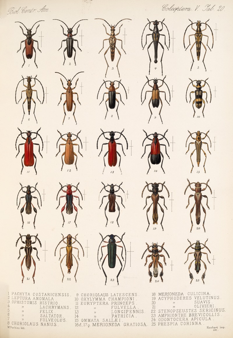 Frederick DuCane Godman - Insecta Coleoptera Pl 226