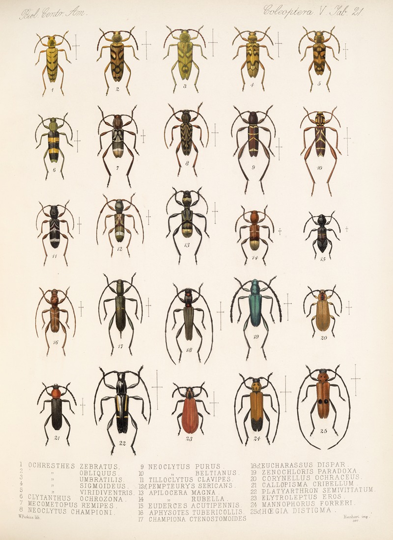 Frederick DuCane Godman - Insecta Coleoptera Pl 227