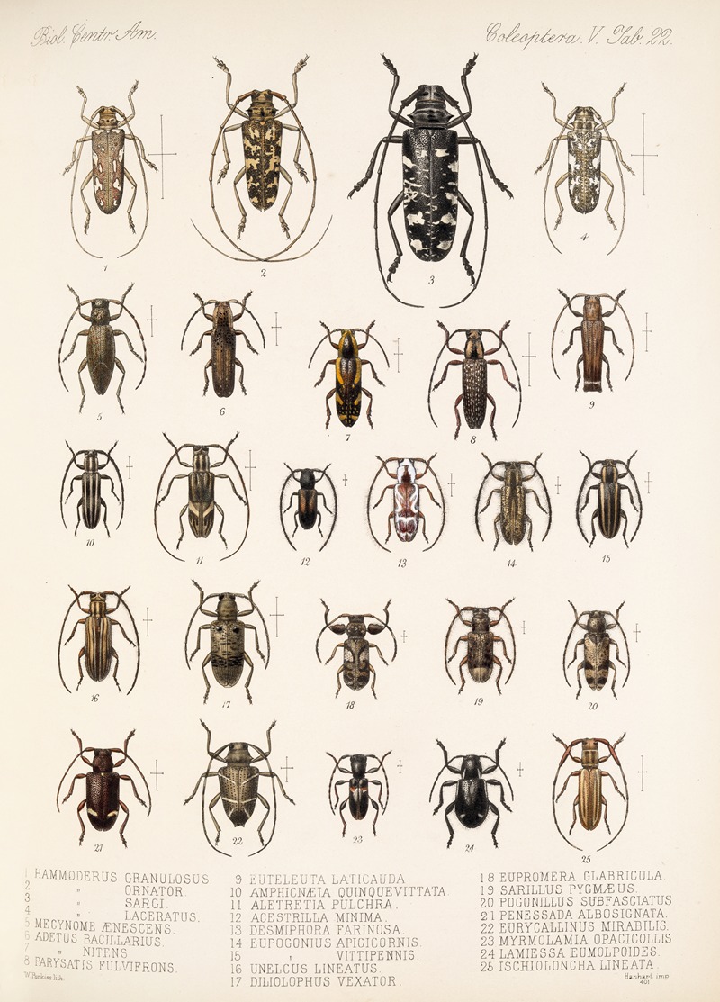 Frederick DuCane Godman - Insecta Coleoptera Pl 228