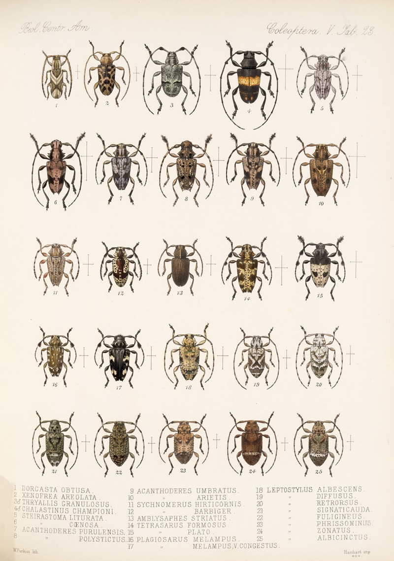 Frederick DuCane Godman - Insecta Coleoptera Pl 229