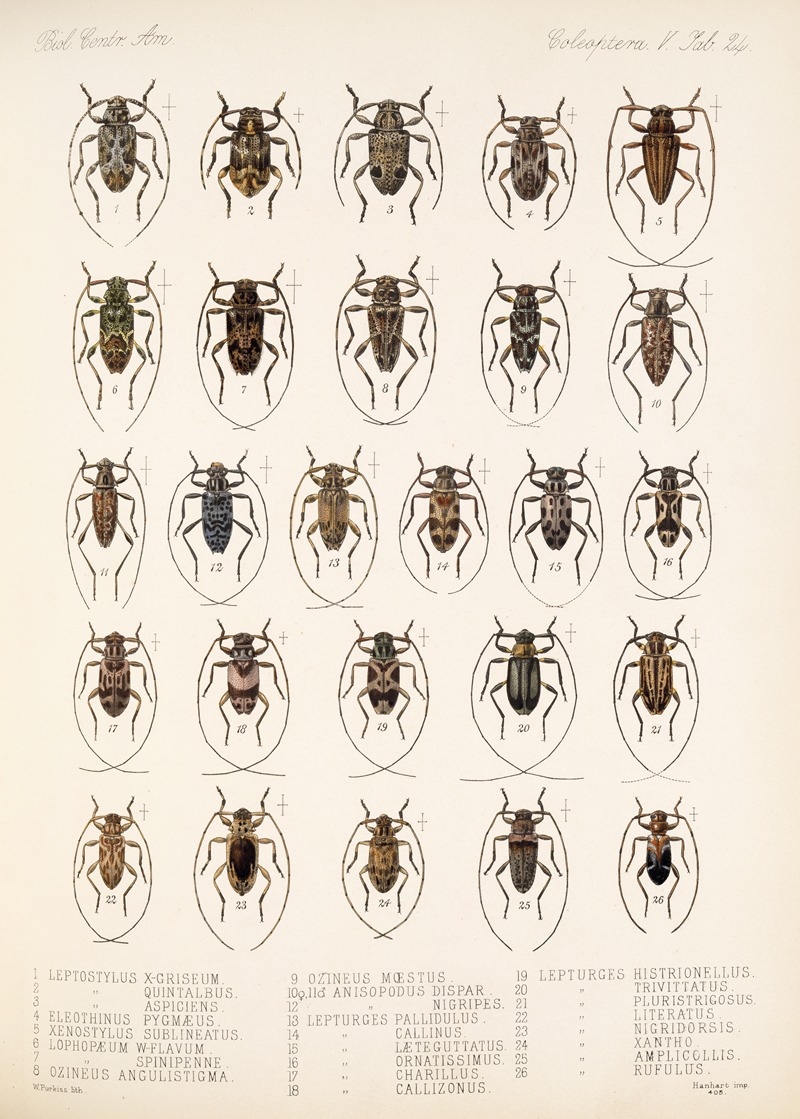 Frederick DuCane Godman - Insecta Coleoptera Pl 230
