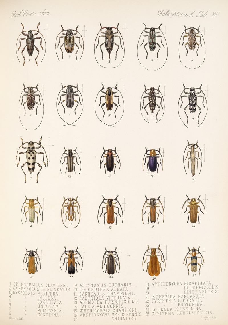 Frederick DuCane Godman - Insecta Coleoptera Pl 231