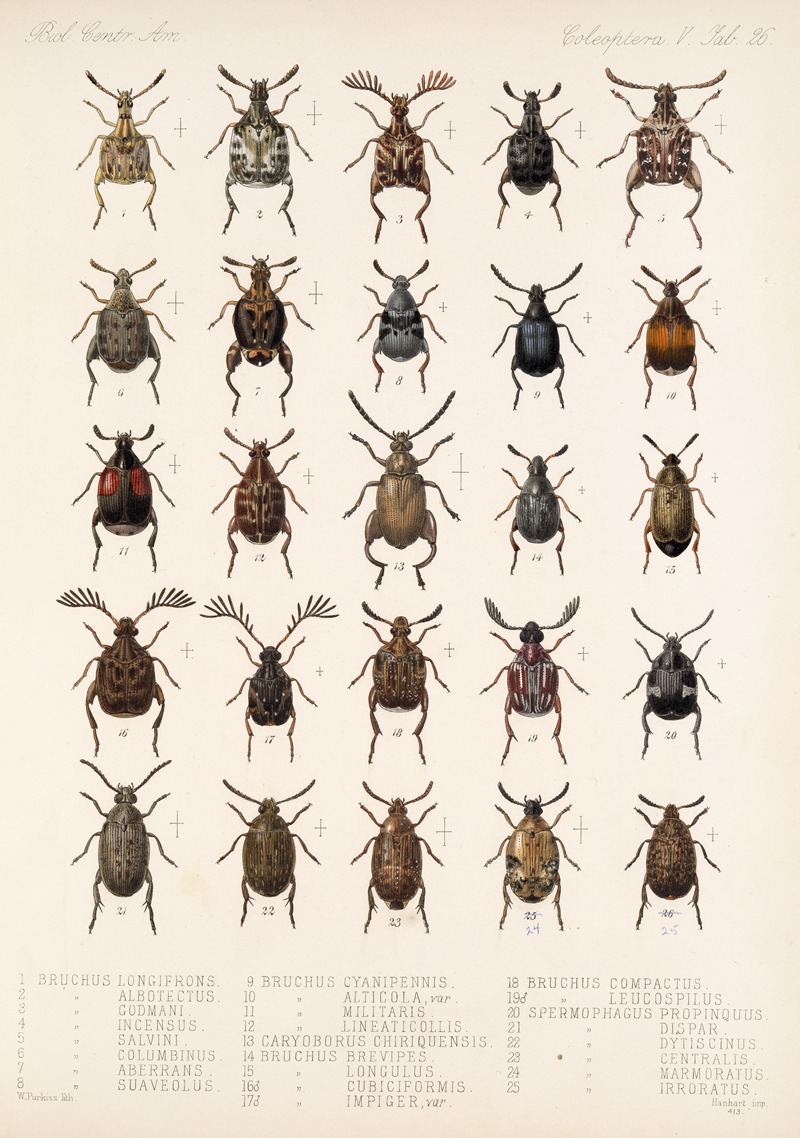 Frederick DuCane Godman - Insecta Coleoptera Pl 232
