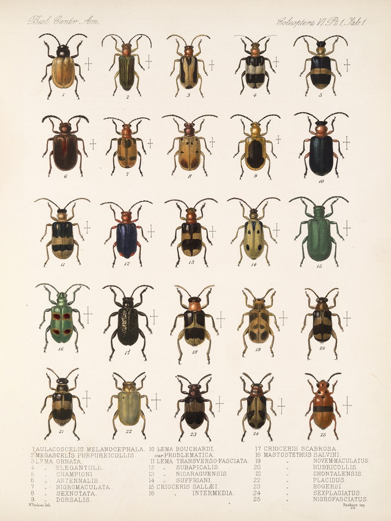 Frederick DuCane Godman - Insecta Coleoptera Pl 233