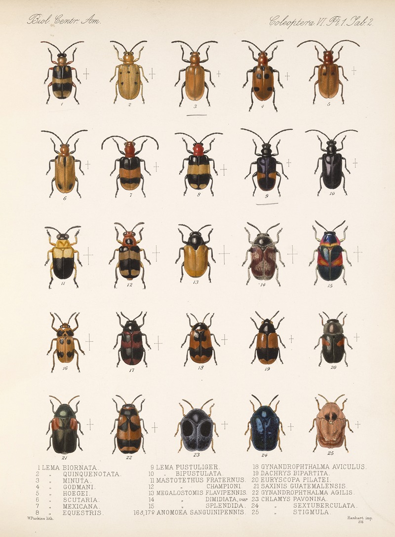 Frederick DuCane Godman - Insecta Coleoptera Pl 234
