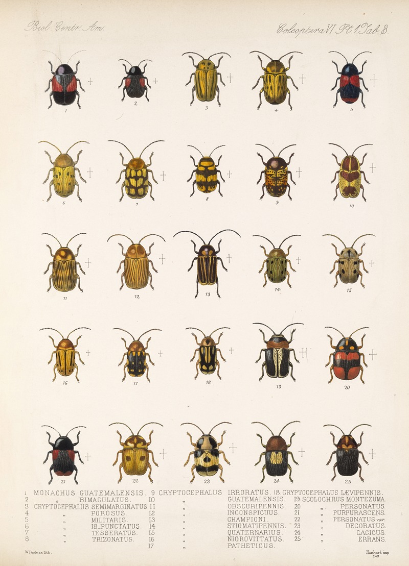Frederick DuCane Godman - Insecta Coleoptera Pl 235