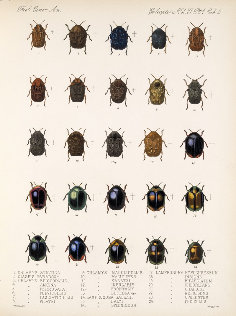Frederick DuCane Godman - Insecta Coleoptera Pl 237
