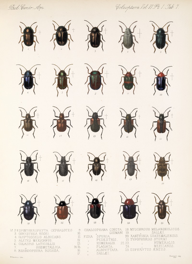 Frederick DuCane Godman - Insecta Coleoptera Pl 239