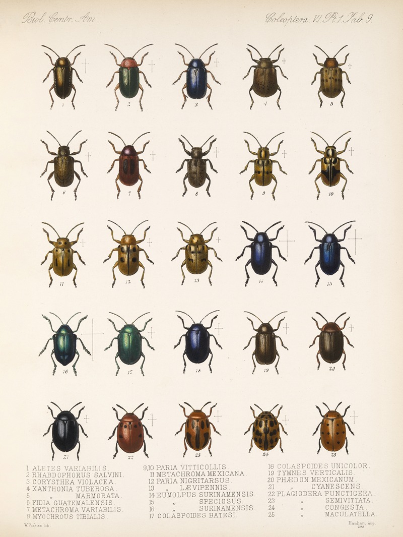 Frederick DuCane Godman - Insecta Coleoptera Pl 241