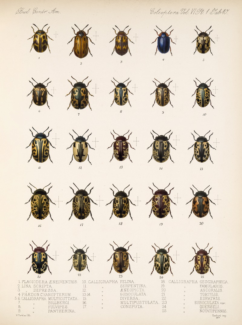 Frederick DuCane Godman - Insecta Coleoptera Pl 242