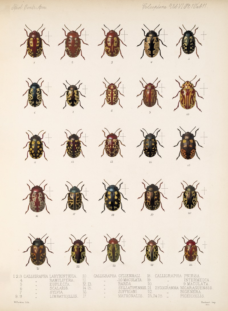 Frederick DuCane Godman - Insecta Coleoptera Pl 243