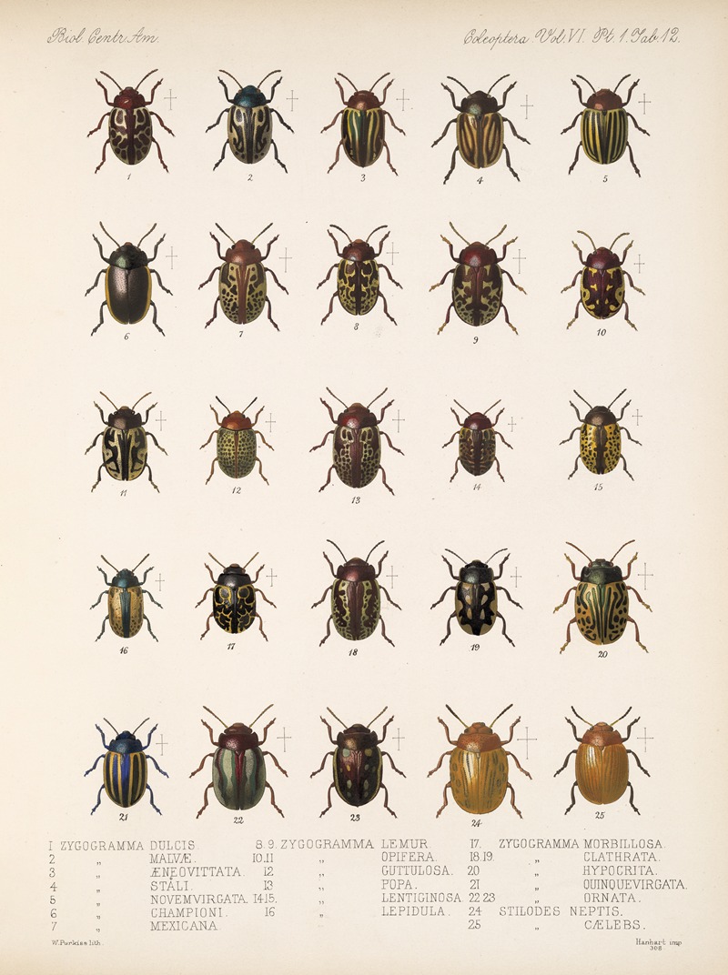 Frederick DuCane Godman - Insecta Coleoptera Pl 244