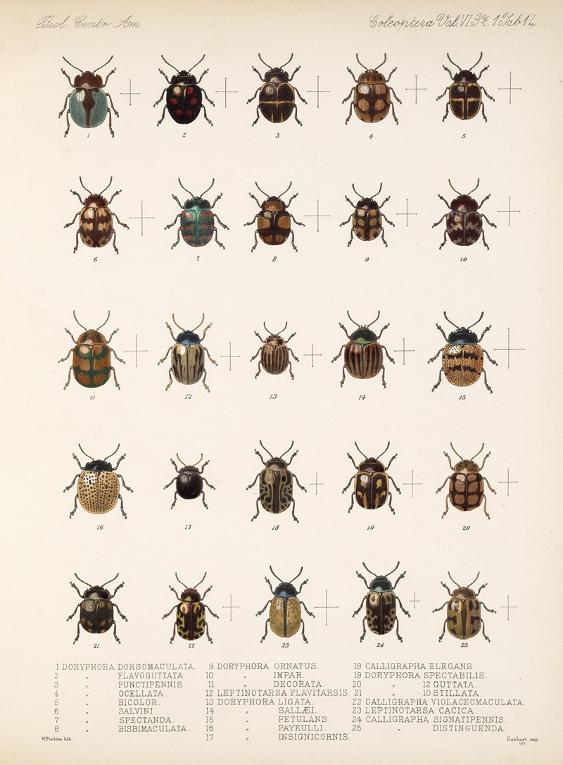 Frederick DuCane Godman - Insecta Coleoptera Pl 246