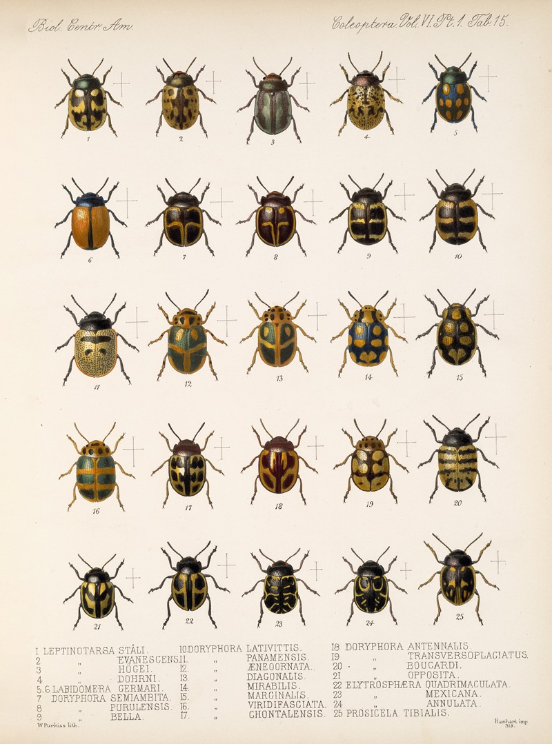 Frederick DuCane Godman - Insecta Coleoptera Pl 247