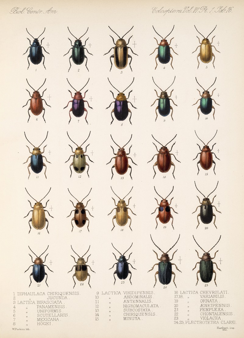Frederick DuCane Godman - Insecta Coleoptera Pl 248