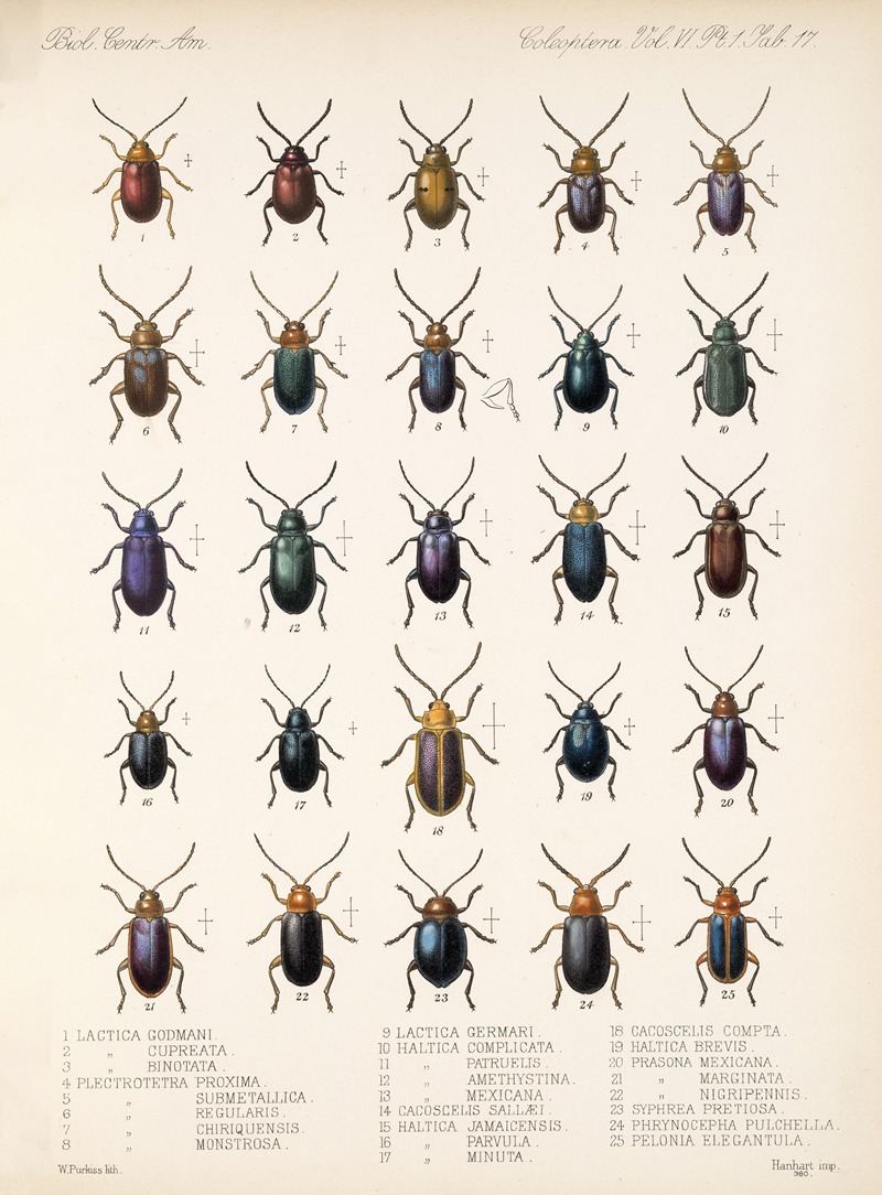 Frederick DuCane Godman - Insecta Coleoptera Pl 249