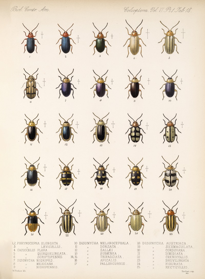 Frederick DuCane Godman - Insecta Coleoptera Pl 250