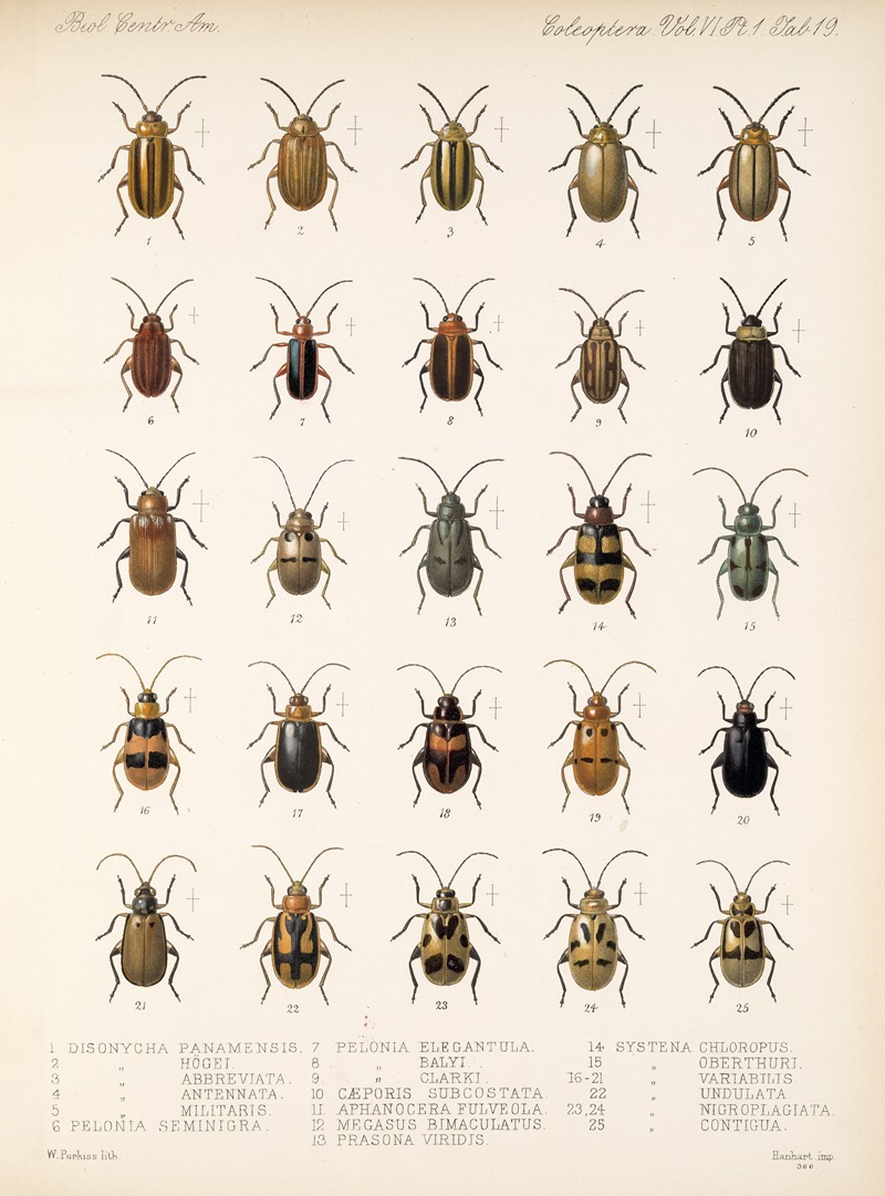 Frederick DuCane Godman - Insecta Coleoptera Pl 251