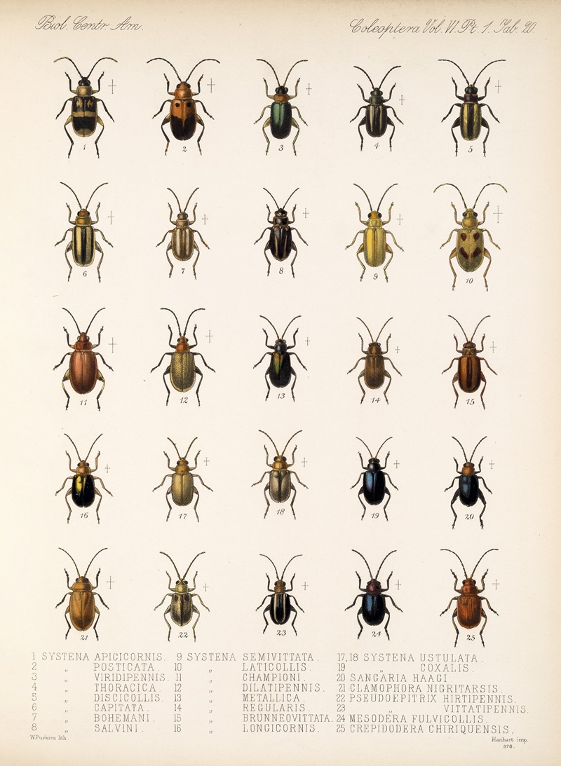 Frederick DuCane Godman - Insecta Coleoptera Pl 252