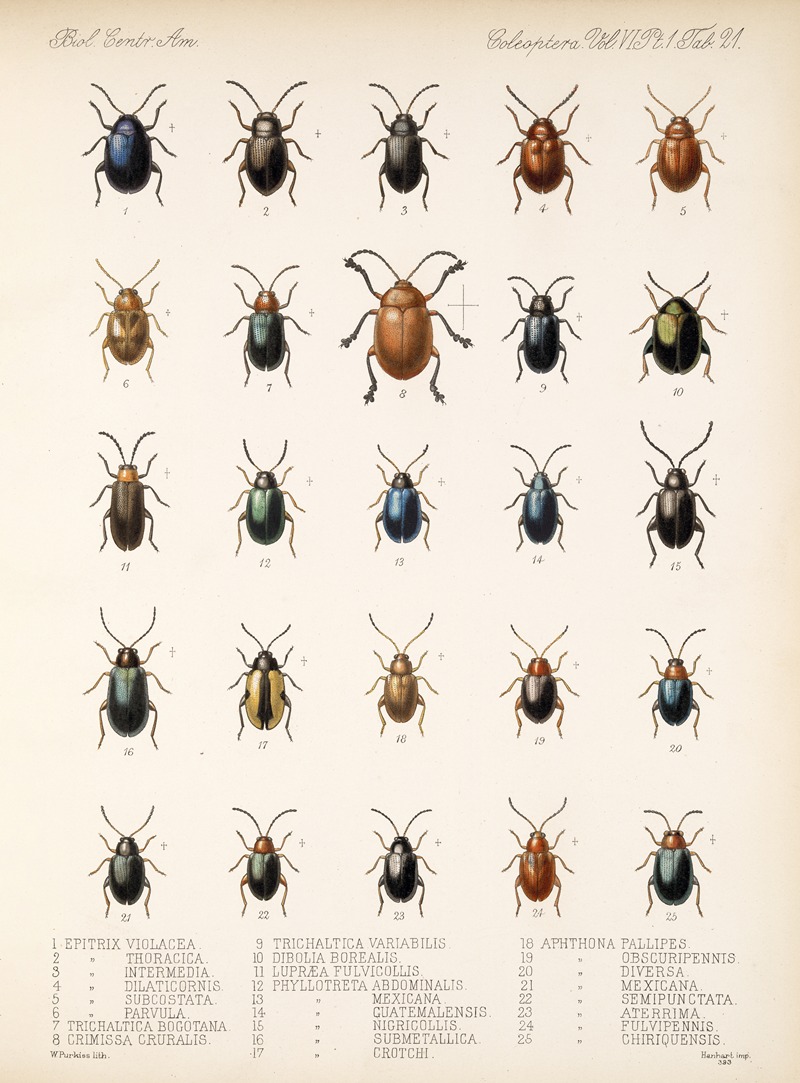 Frederick DuCane Godman - Insecta Coleoptera Pl 253